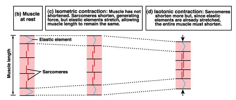 Quando il muscolo comincia a contrarsi i sarcomeri si accorciano ma la lunghezza del muscolo rimane invariata (controbilanciamento degli