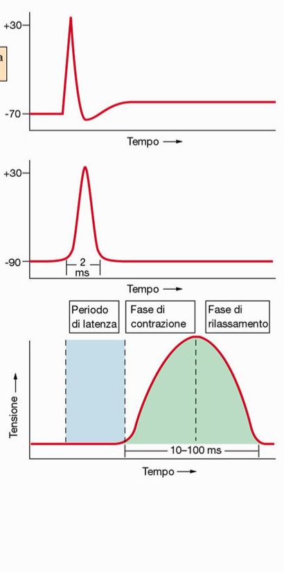 Accoppiamento eccitazione-contrazione Potenziale d'azione