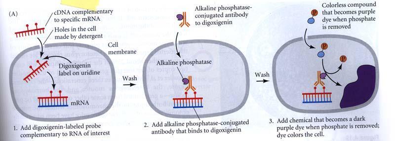 Ibridazione in situ Questa metodica si basa sull ibridazione di sonde marcate direttamente su cellule o tessuti.