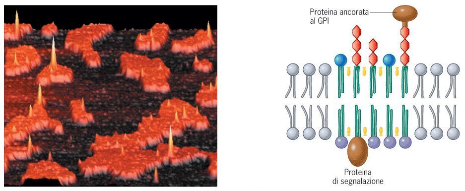 Lipid raft glicosilfosfatidilinositolo chinasi piattaforme galleggianti (ricche di colesterolo, fosfatidilcolina e glicosfingolipidi) che concentrano particolari proteine coinvolte nel rilevamento e