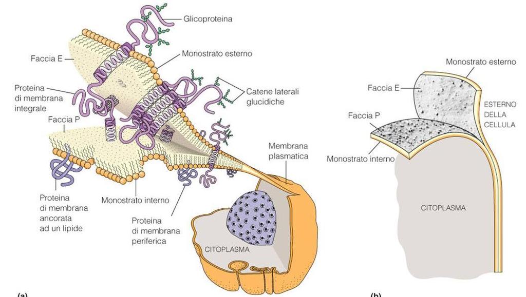 Proteine di membrana: la parte a mosaico del modello