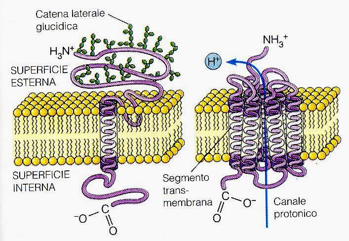 -proteine integrali anfipatiche - uno o più gruppi idrofobici gruppi idrofili che