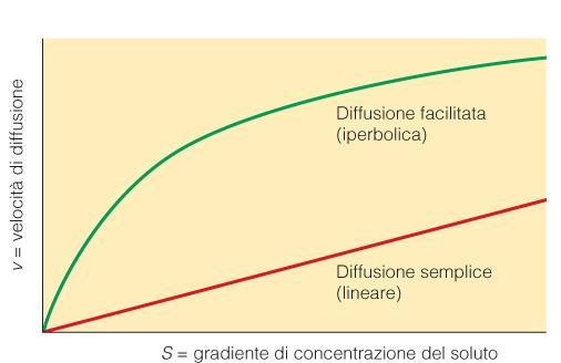 Proteine carrier o permeasi o trasportatori sono proteine di transmembrana operano secondo il modello delle conformazioni alternative proteggendo così i gruppi polari del