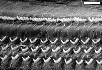 Canali stimolo-dipendenti Le cellule capellute dell organo del Corti trasformano lo stimolo meccanico in uno stimolo elettrico.