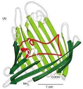 porine proteine transmembrana presenti sulle membrane dei mitocondri, cloroplasti e batteri che permettono il passaggio rapido