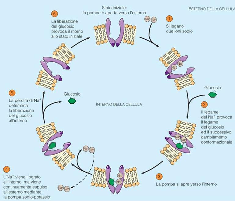 Trasporto attivo indiretto o trasporto attivo secondario il movimento di un soluto secondo gradiente attiva il movimento di un secondo soluto contro gradiente Un modello di meccanismo: il