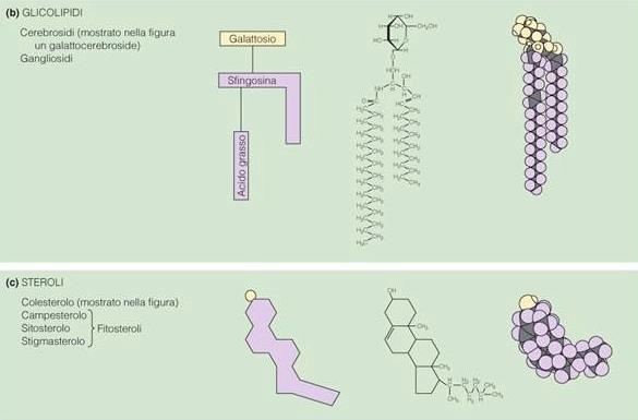 Glicolipidi Ai lipidi si aggiungono carboidrati.