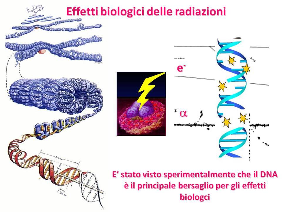 Come è mostrato in figura, nel caso della doppia elica del DNA, nell azione diretta l atomo o la molecola viene ionizzata direttamente dalla particella (ossia il legame chimico viene rotto