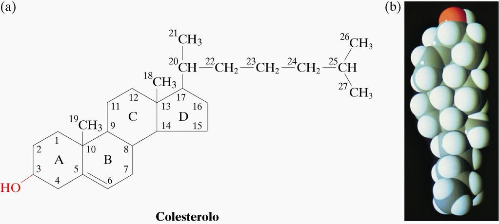 STEROLI Lipidi strutturali delle membrane plasmatiche Nucleo