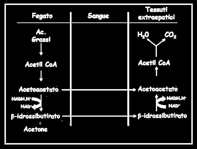 Utilizzo dei Corpi Chetonici convertito in piruvato,
