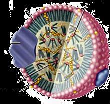 La risintesi di TAG a livello enterico ha lo scopo di favorirne il trasporto INTESTINAL ATP ACS GPAT ACAT 3 GPAT GAT MTP G3P = glicerol-3-phosphate FA = fatty acid MAG = monoacylglycerol (AG) DAG=