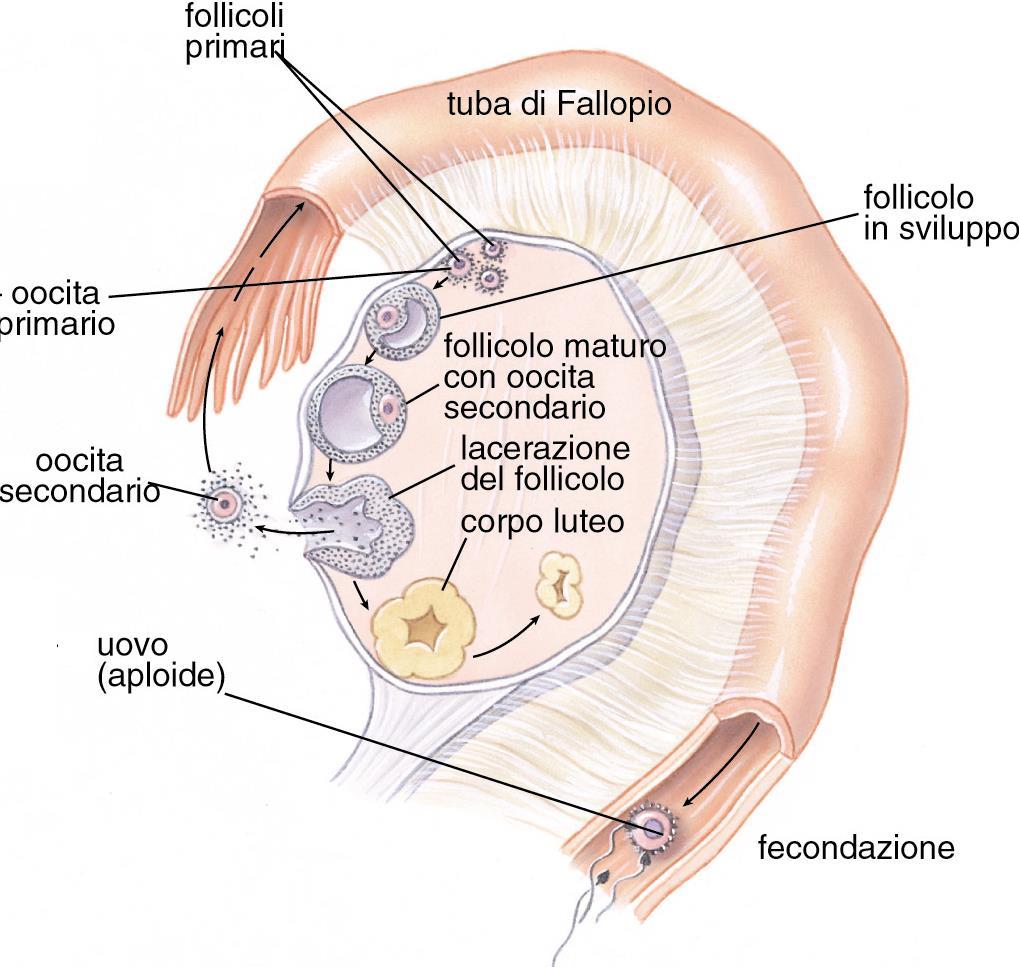 CICLO OVARICO: mutamento ciclico a carico delle ovaie della durata di 28gg, interessa alternativamente l una o l altra ovaia 1-13gg: FASE FOLLICOLARE o PREOVULATORIA il FOLLICOLO PRIMARIO inizia a