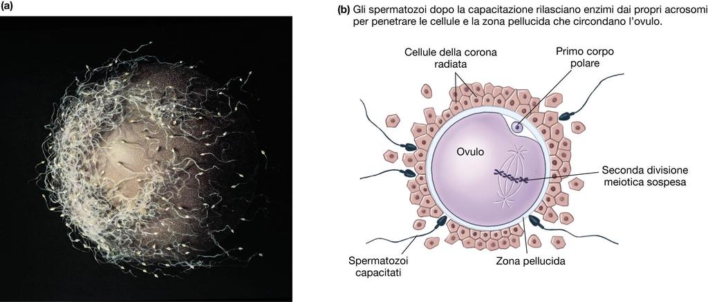 DI TUTTI GLI SPERMATOZOI CHE CIRCONDANO LA CELLULA UOVO SOLO UNO, ANDANDO INCONTRO ALLA REAZIONE ACROSOMIALE, FECONDERA LA CELLULA UOVO.