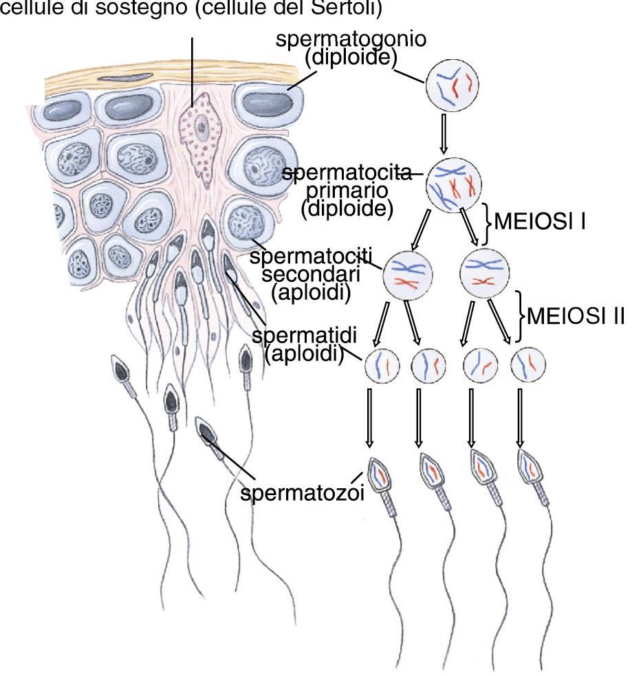 (4 spermatozoi n da