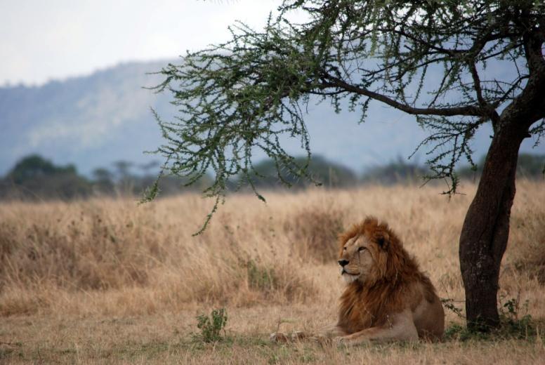 GIORNO 3 Parco del Serengeti: Transfer Tarangire Ngorongoro 1 ora circa.