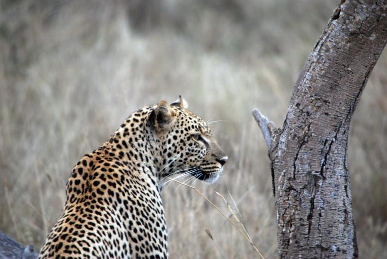 GIORNO 4 Parco del Serengeti Programma: Dopo colazione dedicheremo la giornata all avvistamento della Figura 8 - Leopardo nel Serengeti fauna selvatica nel Parco Nazionale del Serengeti.