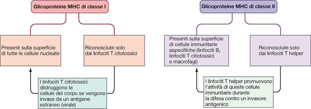 Le molecole MHC di classe I e di classe