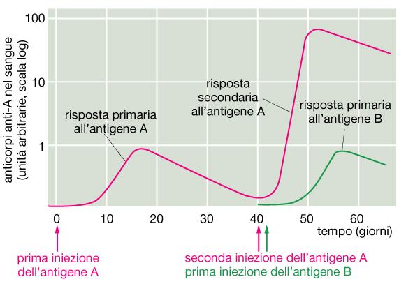 Risposte anticorpali primaria e secondaria La risposta secondaria indotta da una II esposizione all antigene A è più veloce e più forte di quella primaria ed è specifica per A,