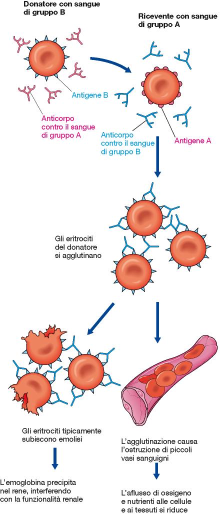 I GRUPPI SANGUIGNI SONO UNA FORMA DI IMMUNITA NATURALE Gruppi sanguigni A, B, AB, 0 REAZIONE TRASFUSIONALE Gli anticorpi anti A e anti B iniziano a comparire nel plasma a circa 6 mesi di vita.