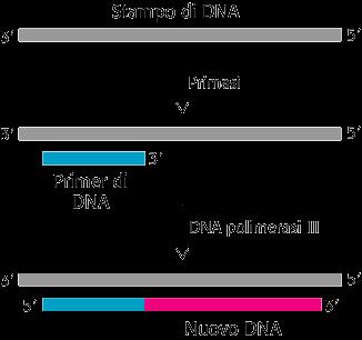 DNA polimerasi e RNA polimerasi le DNA polimerasi richiedono un FILAMENTO STAMPO, a catena singola di DNA, sul quale agire, e sintetizza una catena esattamente complementare allo stampo (appaiamento
