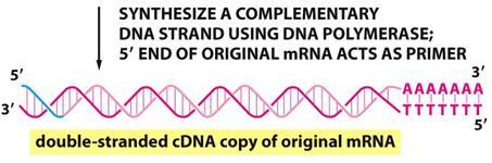 caratteristiche del mrna La trascrittasi è un RNA-dependent DNA polymerase e quindi necessita di un primer Si sfrutta la coda di poly(a) al terminale 3,