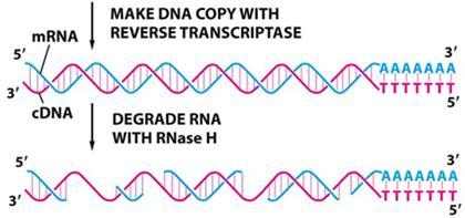 una DNA-dependent DNA-polymerase e primer poly(da) per sintetizzare l altro filamento.