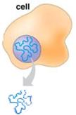 Molecular cloning insieme di metodi utilizzati per assemblare DNA ricombinante e dirigere la sua replicazione in una cellula ospite, inserendo nella cellula un vettore molecolare (plasmide, virale)