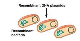 5) Inserimento del frammento nel vettore (un plasmide o cromosoma artificiale), utilizzando