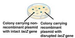 inserire all interno del gene lacz 6) Introduzione del vettore nella cellula ospite (spesso E.