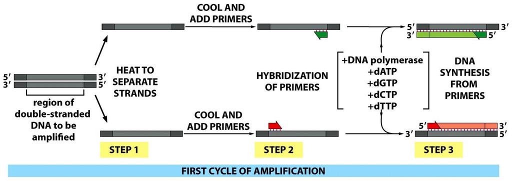 POLYMERASE CHAIN REACTION - PCR Una tecnica di biologia molecolare che consente la moltiplicazione (amplificazione) di frammenti di DNA o RNA dei quali si conoscano le sequenze nucleotidiche iniziali