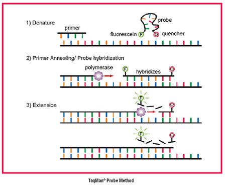 DETERMINAZIONE DEI LIVELLI DI TRASCRIZIONE DI RNA REAL TIME PCR Un metodo denominato anche PCR
