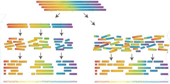 Shotgun sequencing Hierarchical shotgun 50-150 kb cloned