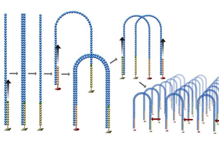 BRIDGE AMPLIFICATION: cluster method with bridge PCR amplication Preparation Bridge amplification