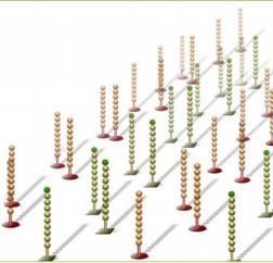 complementary oligo pairs 2) Seed DNA strand to be sequenced from a DNA Library and anneal to