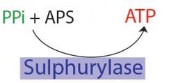 PCR amplification, denature to leave only