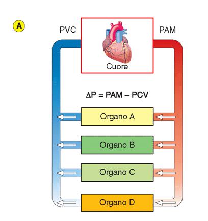 Vasocostrizione e vasodilatazione arteriolare regolano il flusso di sangue