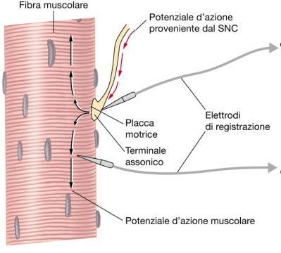 Ritardo