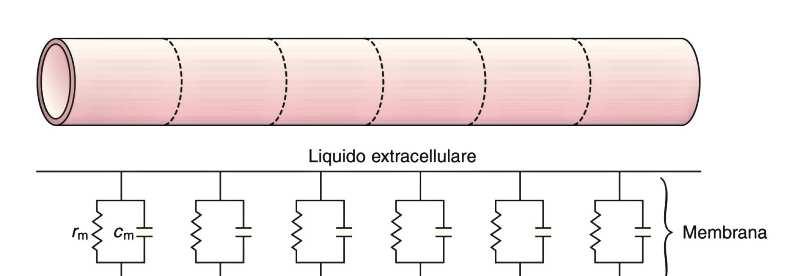 Sia r a che r m dipendono dal diametro del conduttore a r a = ρ/πa 2 (ρ = resistenza specifica di 1cm 3 di citoplasma, πa 2 = area sezione del