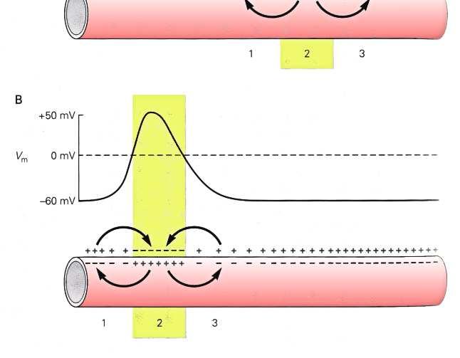 La differenza di potenziale che si crea tra il punto dove è nato un pda e le zone vicine a riposo genera correnti