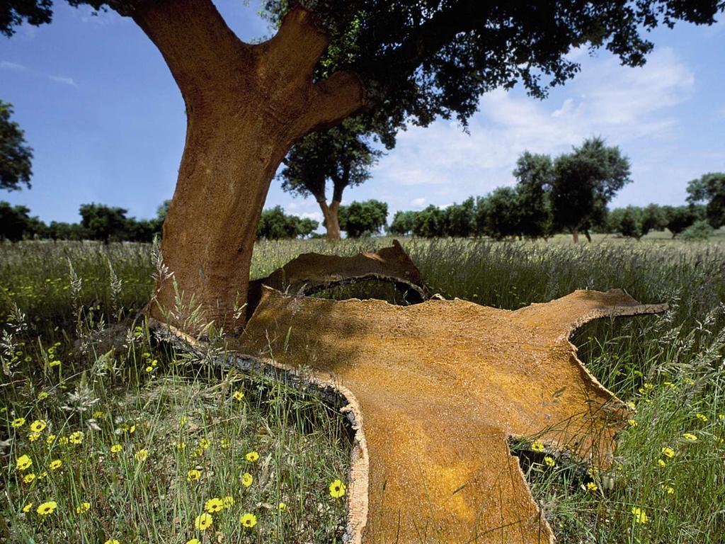 Un albero di sughero può essere