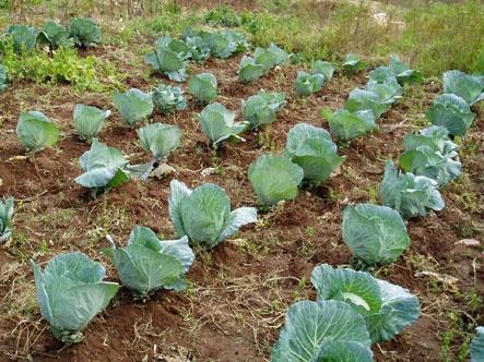 Il termine minimo di conservazione non è obbligatorio per la frutta e la verdura fresche (a meno che non siano sbucciate o tagliate), il vino e l'aceto, il sale e lo zucchero allo stato solido, i