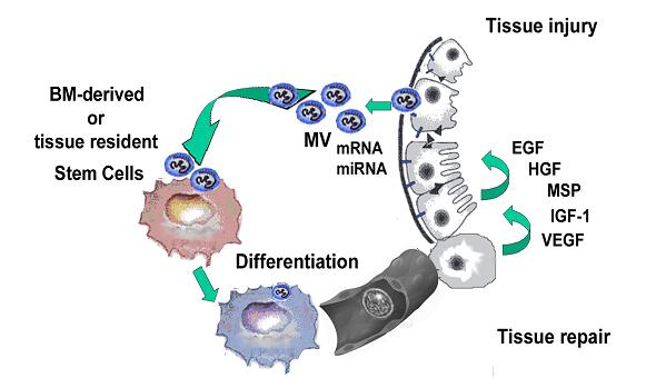 Ruolo potenziale delle MV derivate da cellule danneggiate nella riparazione tessutale Trasferimento