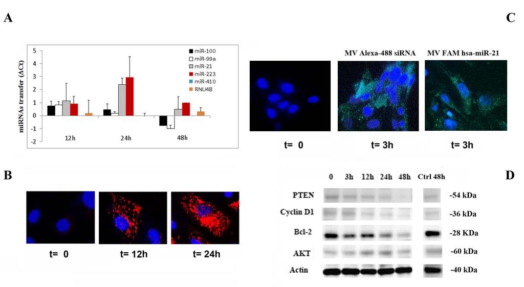 EVIDENCE FOR MV MEDIATED MEDIATED TRANSFER OF GENETIC INFORMATION MV mediated