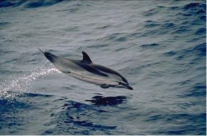 La Stenella striata è il delfino più abbondante del Mediterraneo. È assai facile avvistare gruppi molto numerosi di Stenelle durante la navigazione perfino a bordo di traghetti e navi.