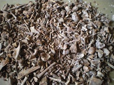 Analisi antropologica dei resti ossei rinvenuti in 4 tombe nella Chiesa Di San Ferdinando (Livorno) conservazione hanno reso difficoltoso lo studio antropologico.