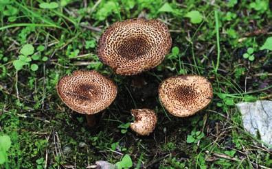 Contributo alla Flora Micologica del Monte Pisano III Distribuzione per i tipi di vegetazione Ascomycetes Basidiomycetes Totale Castagneti 0 39 39 Ostrieti 5 40 45 Querceti 2 36 38 Leccete 2 58 60