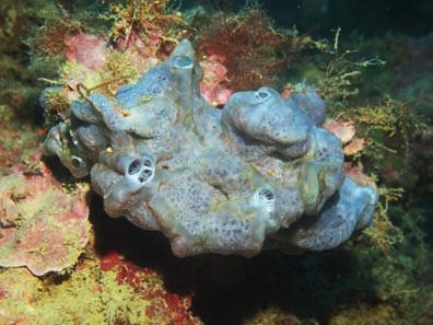 3). Figura 1: L alga Peyssonella squamaria predilige ambienti poco luminosi. Dictyota dichotoma, alcuni esemplari in alto.