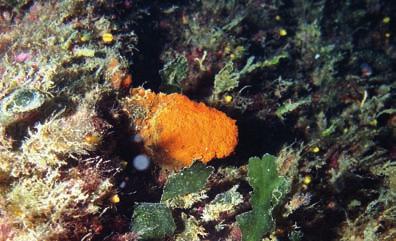Colonizzazione biologica di un relitto marino: i 67 anni del Genepesca (Vada) Serpuloidei, assai diffusi anche nelle zone poco luminose.