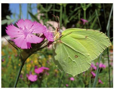 Tabella 1: Caratteristiche bio-agronomiche delle wildflowers utilizzate per la realizzazione di tetti verdi a fioritura precosissima (fine inverno).