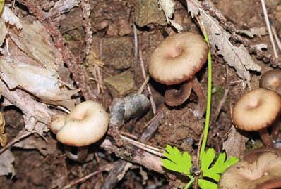 Paxillus atrotomentosus (Batsch: Fr.) Fr.; Plectania melastoma (Sow.: Fr.) Fuck.; Pseudohydnum gelatinosum (Scop.: Fr.) P. Karst.; Rhizopogon vulgaris (Vittad.) M.